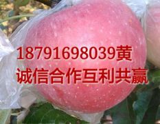 陕西大荔高山膜袋红富士苹果产地直发