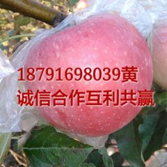 陕西大荔高山膜袋红富士苹果产地直发
