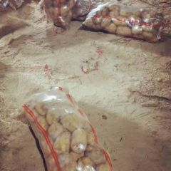 河北省围场县黄沙地226土豆