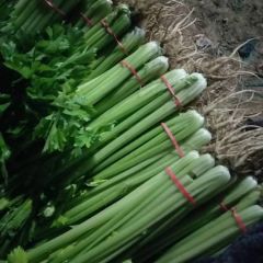 芹菜菠菜辣椒茄子黄瓜原产地代收