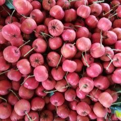 大量罐头山楂正在出售