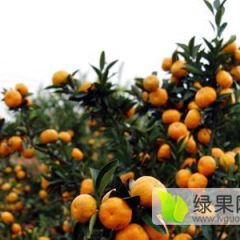 散农户沙糖桔 直接田地看果