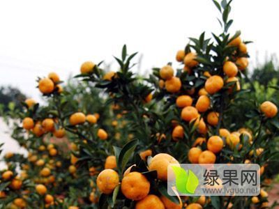 2018年广西永福沙糖桔价格