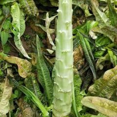 永城原生态红尖叶窝芛，有机蔬菜，永城这边代收有货的可以联