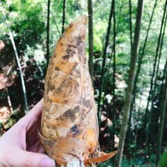 闽中尤溪，山间珍品---清新冬笋2018年开挖