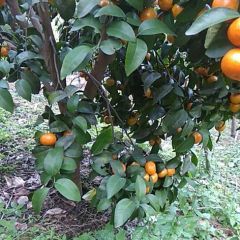 本人有砂糖橘4万斤左右，分别在两楚