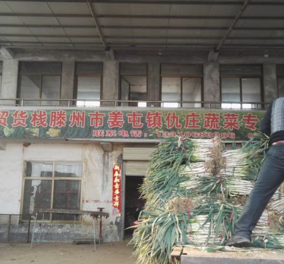 2018年山东滕州长白大葱价格