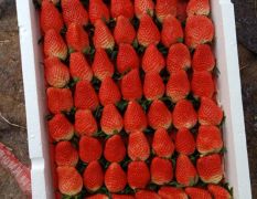 2018平度草莓 新鲜草莓上市了