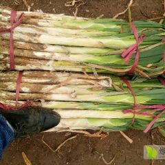 邯郸市鸡泽西庄长白大葱