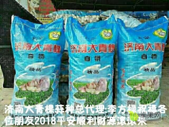 2018年山东商河大青棵蒜种价格