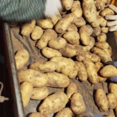 河北省土豆，沽源县张小云