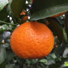 沙糖桔30-50十万斤广西河池罗城