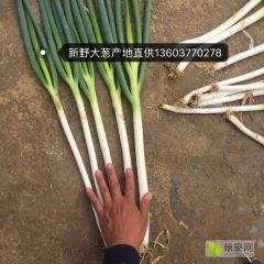 河南新野铁杆大葱长白大葱大量供应
