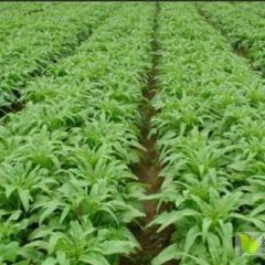 香河各种大棚蔬菜代收