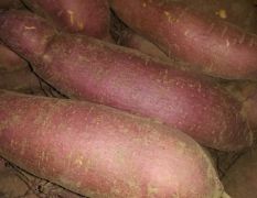 济薯26高品质，有机肥种出来的，口感好