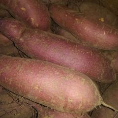 济薯26高品质，有机肥种出来的，口感好