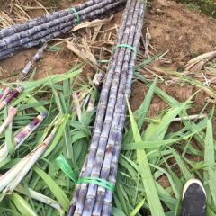 广西宾阳县黎塘镇黑皮甘蔗