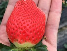 河南信阳冬季大棚草莓基地 寻求草莓收购商！