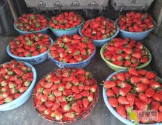 章姬甜宝草莓上市了！