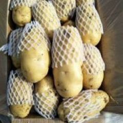 秋季土豆大丰收，山东济宁看庄镇土豆规模种植