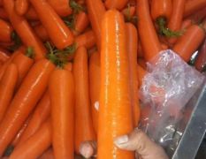 精品三红红萝卜，大量上市中