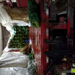 专做，广东，海南鲜玉米 欢迎各界老板来发货