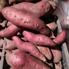 泗水窖藏红薯大量出售！