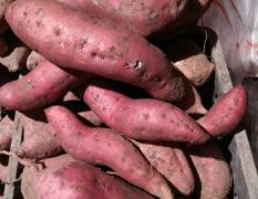 泗水窖藏红薯大量出售！