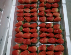 山东青岛平度甜宝草莓