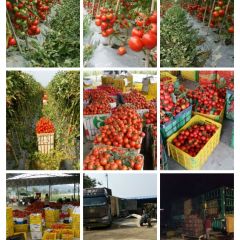 广西田阳县盛产西红柿，圣女果