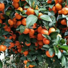 广西桂林荔浦县沙糖桔中介经纪人代办代购砂糖橘服务