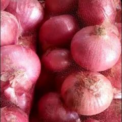 紫皮洋葱一毛二拉走地址山东省济宁市金乡县