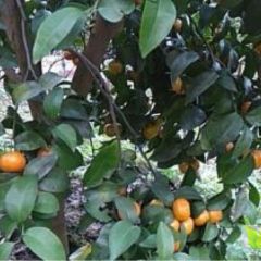 大量砂糖橘 永福山里砂糖橘上市