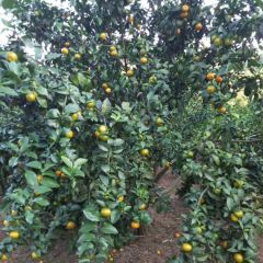 优质砂糖橘！交通便利，价格实惠。