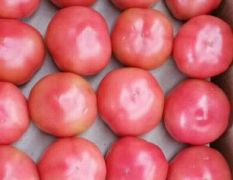 费县大量硬粉西红柿