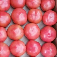 费县大量硬粉西红柿