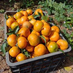 自家种植200珠砂糖橘，现已有收成