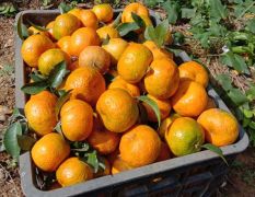 自家种植200珠砂糖橘，现已有收成