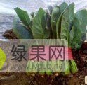 2018年山东东昌府大叶菠菜价格