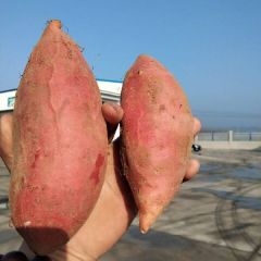 精品烟薯25，小烟薯25，烤地瓜的最爱，大量库存