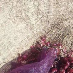 内蒙乌兰察布库存大产量洋葱，产品好，价格好
