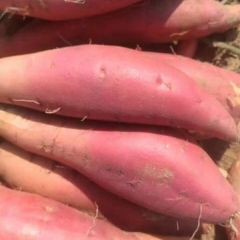 黄河古道沙地，种出来的地瓜香甜可口