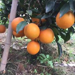 供应广西崇左红江橙，沃柑，茂谷柑
