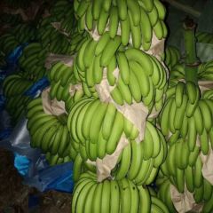 供应自家自产自销大量现货香蕉出售