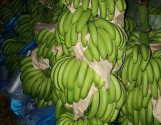 供应自家自产自销大量现货香蕉出售