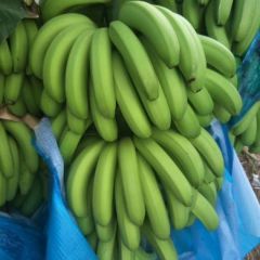 供应现货威廉斯香蕉出售巴西香蕉