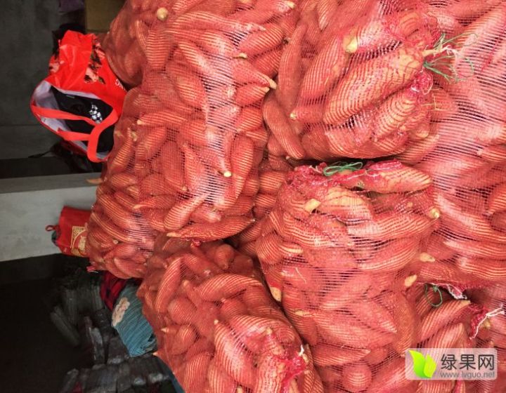 供应雁江丹山周小辉徐薯18号红薯