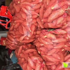 雁江丹山周小辉徐薯18号红薯