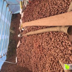 雁江丹山镇大佛寺村周小辉供应商薯19