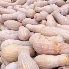 云南弥勒市蜜本吊瓜